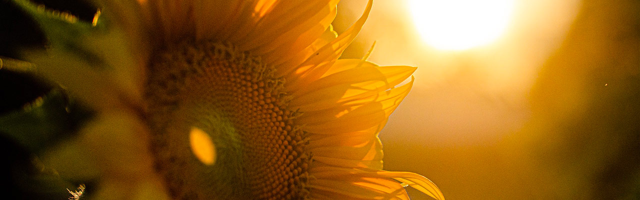 Aussaatkalender 2023 - Sonnenblumen im Sommer